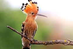 Hoopoe Seating on Branch Image