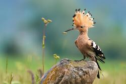 Hoopoe Sitting on Rock