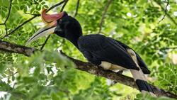 Hornbill Bird on Tree Branch