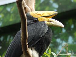 Hornbill Bird Pic Download