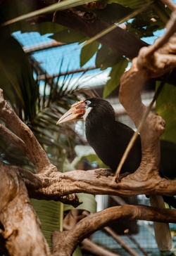 Hornbill Bird Sitting on Tree