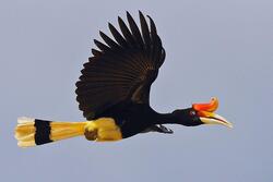 Hornbill Flying in Sky