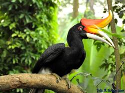 Hornbill HD Wallpaper