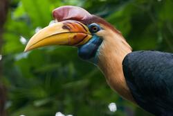 Hornbill High Quality Image