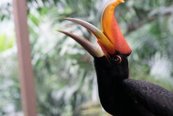 Hornbill Macro Photography