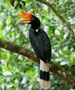 Hornbill Mobile Wallpaper