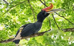 Hornbill Sitting on Branch