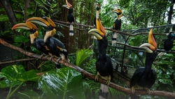 Hornbills Sit on Tree Branch HD Wallpaper