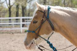 Horse Animal Close Up Face Photo