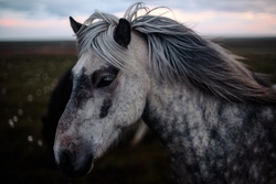 Horse Animal Close Up Photo