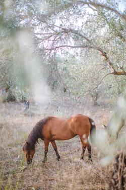 Horse Animal Eating Grass