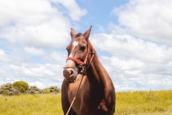 Horse Animal HD Photography