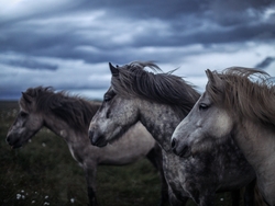 Horse Animal Photography