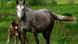 Horse Animal Picture