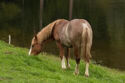 Horse Animl Eating Grass