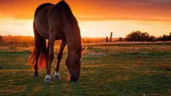 Horse Eating Grass in Sunset