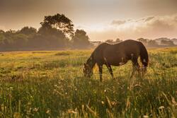 Horse Eating Grass