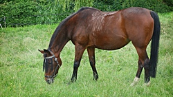 Horse Grazing Green Grass
