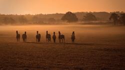 Horse Herd Wildlife Photography