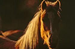 Horse in Dark Background
