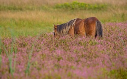 Horse in Farm