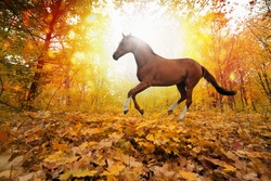 Horse in Forest