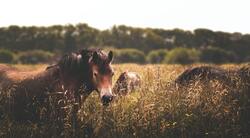 Horse on the Field