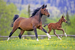 Horse Racing Training in Stable