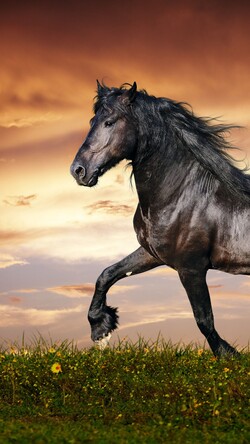 Horse Running Mobile Wallpaper