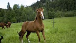 Horse Running on Grass Field