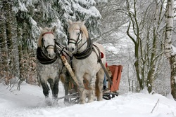 Horse Sleigh Ride House in Winter