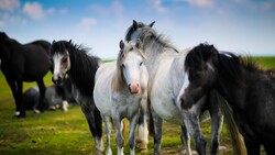 Horses Animal HD Pics
