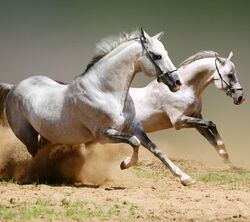 Horses Galloping Photo