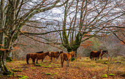 Horses in The Jungle 4K