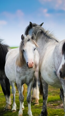 Horses Meadows Image