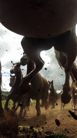 Horses Running at Full Speed