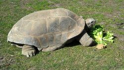 Huge Big Turtle Eating Vegetable