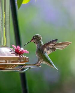 Humming Bird Pics