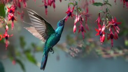 Hummingbird 4K Photo