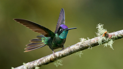 Hummingbird 4K Wallpaper