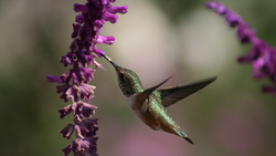 Hummingbird Amazing Photo