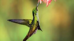 Hummingbird Bird 4K Image