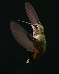 Hummingbird Bird at Night