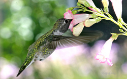 Hummingbird Feeding From Flower Pics