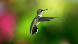 Hummingbird Flying HD Wallpaper