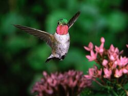 Hummingbird Flying Image