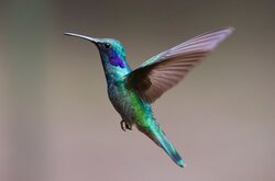 Hummingbird Flying Photo