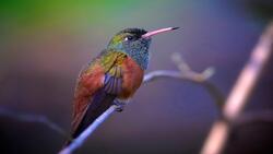 Hummingbird HD Background Wallpaper