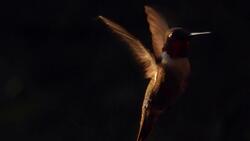 Hummingbird HD Black Photo