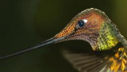 Hummingbird HD Wallpaper